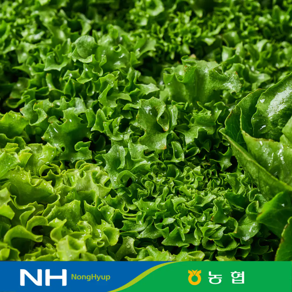 상품 이미지: 동김제농협 유러피안샐러드 6종 중 3-4종 랜덤발송 1kg 대용량 야채믹스 쌈 채소 버터헤드 프릴아이스 로메인 멀티리프 양상추