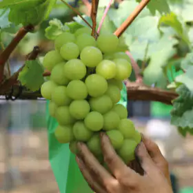 상품 이미지: 고당도 달콤한 샤인머스켓 2kg (2수) 특품