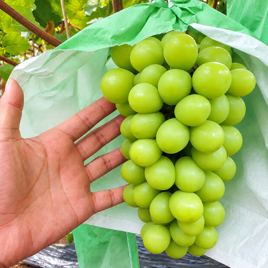 상품 이미지: [농할] 경북 샤인머스켓 망고포도 2kg