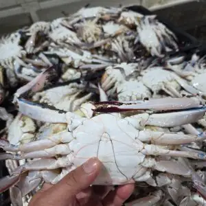 상품 이미지: 국내산 활 숫꽃게 2kg+1kg (총 3kg) 키로당 3-5미 초특가행사 자연산 꽃게 당일조업 산지직송 빙장포장