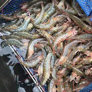 상품 이미지: (신선집중/12%+남도장터10%) 산지직송 신안 흰다리새우1kg 40미 내외