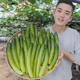 상품 이미지: 가우농산 다다기 오이 20개 (4kg 내외)