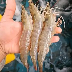 상품 이미지: 국내산 제철 활 왕새우 1kg (35미 내외) 32미 명절맞이 (파격특가)