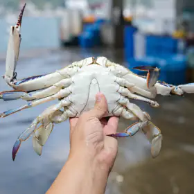상품 이미지: 국내산 활 꽃게 1kg +1kg 총 2kg 활 숫꽃게 (kg당 3-5미내외)