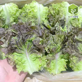 상품 이미지: 국내산 포찹 꽃상추 4kg