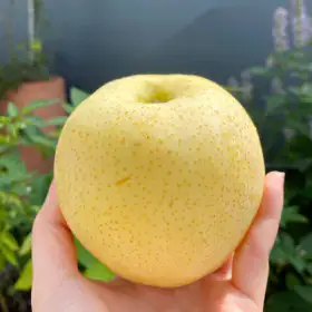 상품 이미지: (신선집중) 국내산 황금배 가정용 4.5kg 중소과