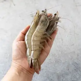 상품 이미지: 국내산 통통한 흰다리 새우 횟감 생물 활새우 1kg(30미내외)추석전 도착보장