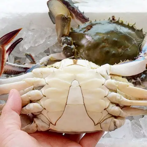 상품 이미지: [산지직송][700세트한정] 국내산 제철 생물꽃게 2kg / 4kg 당일조업 당일출고