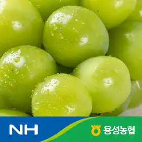 상품 이미지: 샤인 머스켓 2kg(2-3수) 특품 / 농협 선별