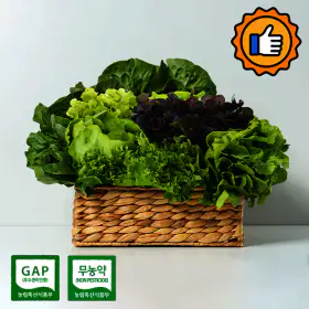 상품 이미지: (신선집중) 샐러드 채소 상추 쌈채소 1kg(랜덤)무농약 GAP