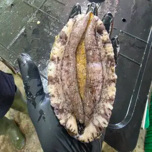 상품 이미지: 완도산 초초특대 활 전복 1kg / 3~5미 산소포장
