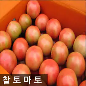 상품 이미지: 명품찰토마토 10kg(5번)소과 /한정특가
