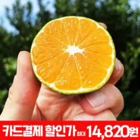 상품 이미지: (신선집중) 12브릭스 맛보장 고당도 스위트 유라 실생 감귤 로얄과 4kg 맛불만족시 무료반품