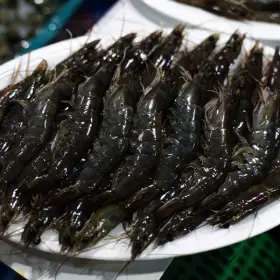 상품 이미지: 횟감 가능 신안 활새우 1kg 매일 새벽건져오는 노지새우