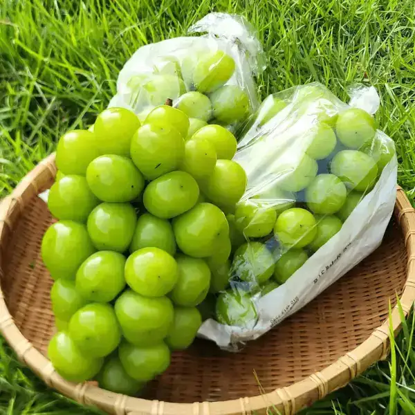 상품 이미지: [최종 9,900] 26년 햇 샤인머스켓 2kg 5수