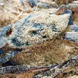 상품 이미지: 당일조업 서해안 톱밥포장 꽃게 3kg (9~15미 내외)