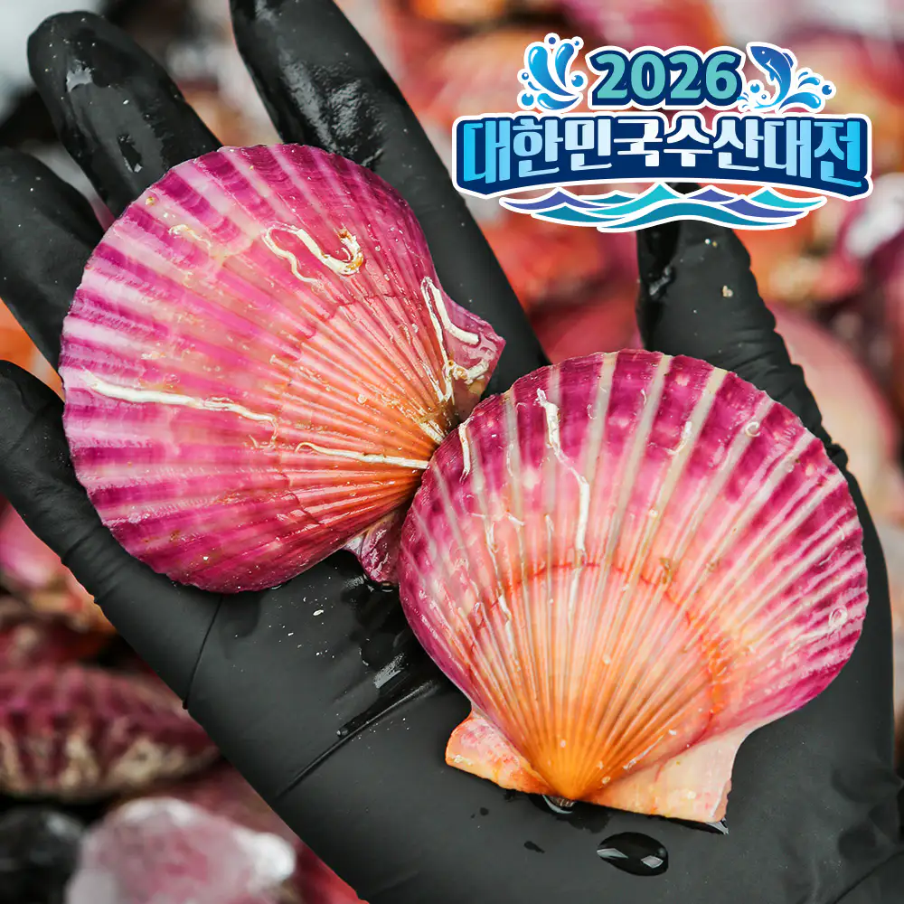 상품 이미지: 통영 고성 제철 비단 홍 가리비 1kg 세척 선별 생물 손질 순살