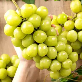 상품 이미지: [식식한상] 경북 영천 고당도 샤인머스켓 2kg 상품 3-4송이