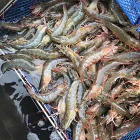 상품 이미지: (신선집중) 산지직송 신안 흰다리새우1kg 30~40미 내외