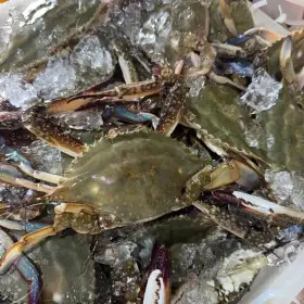 상품 이미지: 빅세일 카드가 2.1만)국내산 먹을게 많은 활 숫꽃게 2kg (kg당 1-3미)