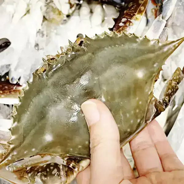 상품 이미지: 당일조업 서해안 가을 꽃게 대사이즈 생물 2kg (6~9미) 얼음포장