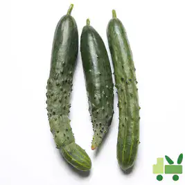 상품 이미지: 취청오이 (청오이) 10Kg (보통)