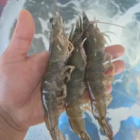 상품 이미지: 산지직송 국내산 초특가 생물 흰다리새우 1kg (40미내외) 활 새우 한정판매 / 2kg 구매시 천원 할인
