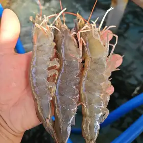 상품 이미지: ( 한정특가 ) 국내산 제철 활 흰다리새우 1kg 대사이즈 (28~32미) / 빙장포장