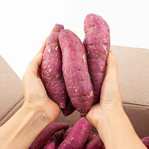 상품 이미지: 해남 꿀 밤 고구마 10kg 왕대(300g이상) 2026년 햇 고구마
