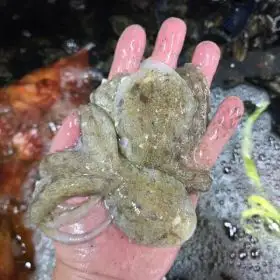 상품 이미지: (신선집중) 국내산 생물 활 주꾸미 1kg 쭈꾸미 당일조업 서해 산지직송 봄 가을 / 2세트 구매시 600원할인