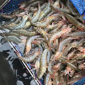상품 이미지: 산지직송 신안 흰다리새우1kg 30~40미 내외