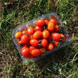 상품 이미지: 부여 스테비아토마토 2kg(500gx4팩)
