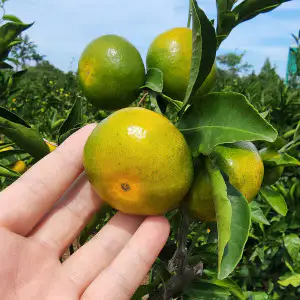상품 이미지: 제주 타이벡 햇 노지 감귤 5kg 극조생 노지 햇 귤 대과 혼합과 4.5kg(실중량) / 농가지원 특가 제주직송