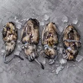 상품 이미지: 산지직송) 국내산 생물 갑오징어 1kg+1kg 총 2kg 발송